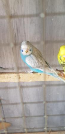 Image 2 of Young budgies for sale m and f