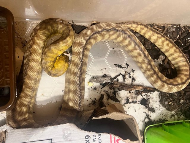 Preview of the first image of a pair of beautiful Woma pythons.