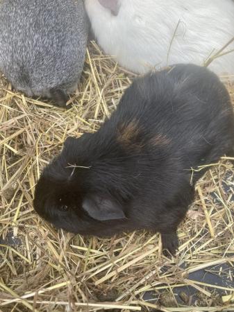 Image 6 of Guinea pigs for sale boys and girl