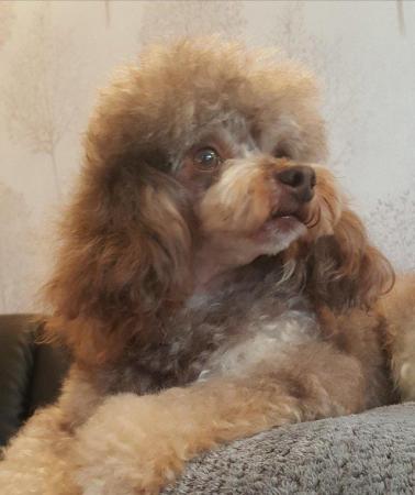 Image 57 of Tiny phantom HEALTH tested poodle for STUD ONLY