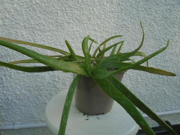 Image 2 of Aloe vera plant in square grey pot