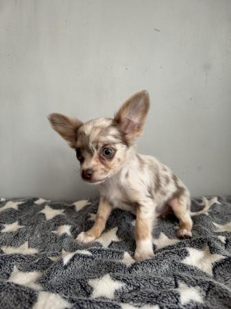 Image 3 of Long Coat Lilac & Lilac Merle Chihuahua Puppies