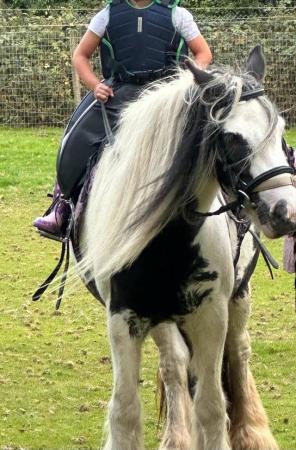 Image 2 of Very friendly cob, ideal first time pony