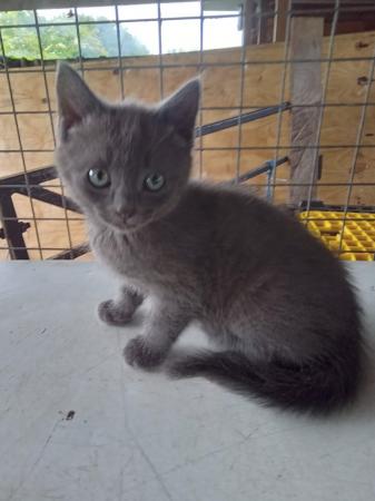 Image 1 of Beautiful mixed breed kittens (Ragdoll/Bengal/moggy X)