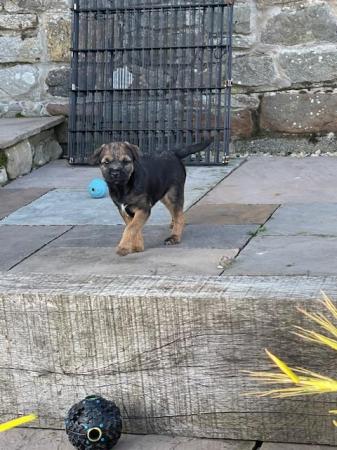 Image 7 of SLEM clear Border Terrier KC Registered puppies