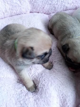 Image 9 of Beautiful pug Puppys 4 available