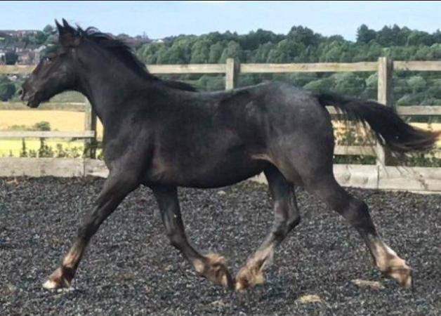 Image 1 of Appaloosa x Cob Filly to mature to 15.1