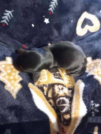 Image 5 of Dachshund puppies for sale chocolate and black with tan avai