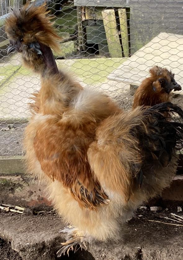 Preview of the first image of USA silkie cockerel available.