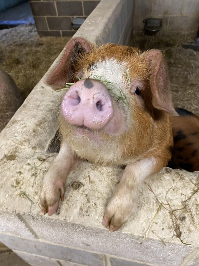 4 month old Oxford Sandy and Black weeners pure — photo 3 of 3