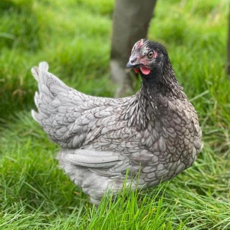 Image 1 of Mixed Breeds POL Hybrid Chickens