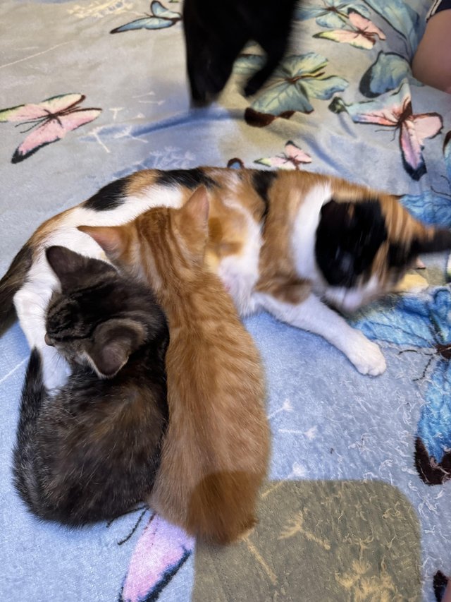 Preview of the first image of Lovely kittens looking for forever homes.