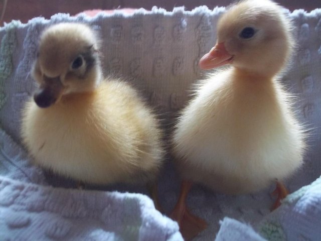 Preview of the first image of FOR SALE QUALITY CALL DUCKLINGS £12 EACH.