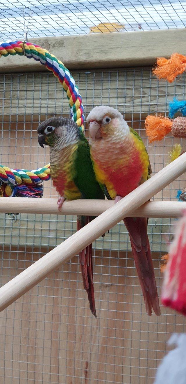 Preview of the first image of Proven breeding pair conures.