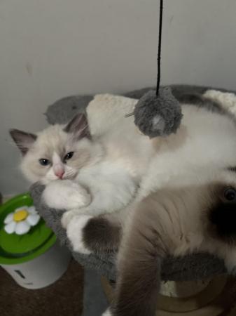 Image 1 of READY TO LEAVE 3 males fullragdoll kittens