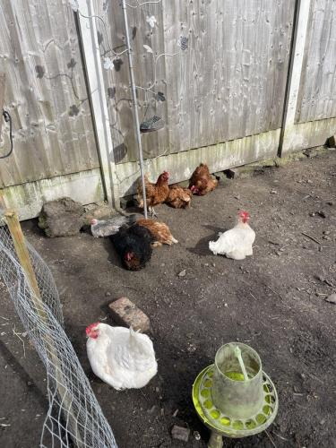 4 laying hens lovely birds For Sale in Alfreton, Derbyshire | Preloved