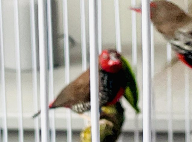 Painted Finches males for sale — photo 4 of 4
