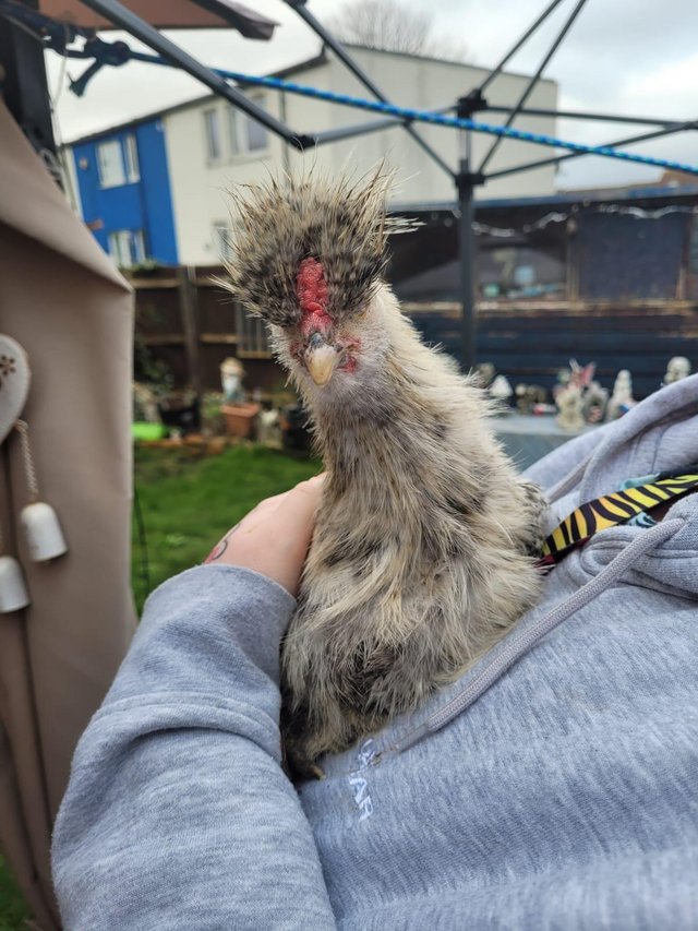 Preview of the first image of 15 week old cockeral silkie.