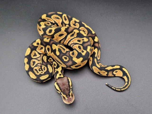 Preview of the first image of Red Stripe Pastel Het Clown Male Ball Python 230901.