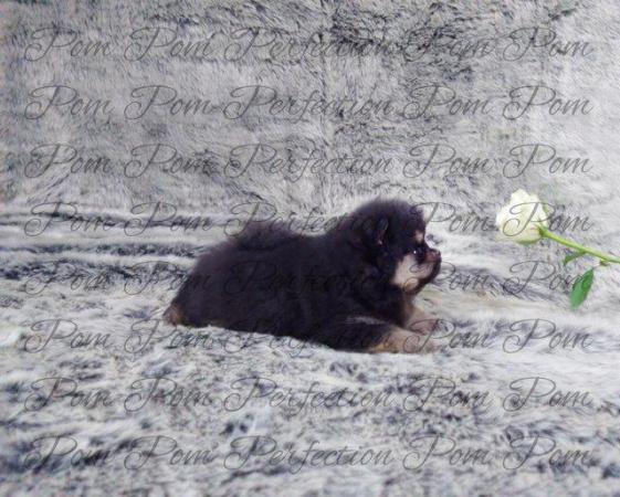 Image 8 of Xxs Teddy Bear Pomeranian Puppies