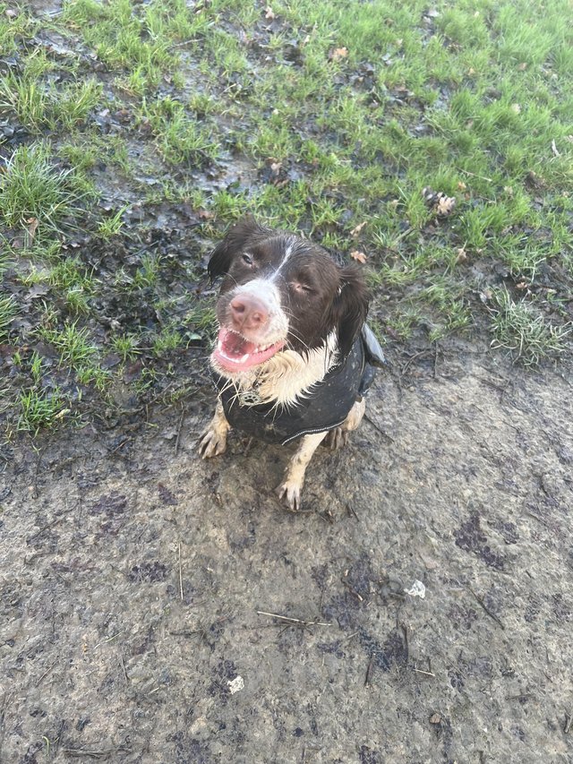 Preloved cocker hot sale spaniel puppies