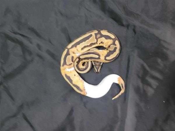 Image 5 of Cb23 pied female ball python