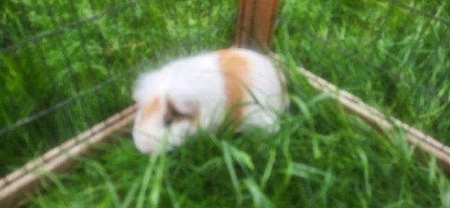 Image 1 of Max - 3.5yr old male guinea pig ( needs to be only piggy )