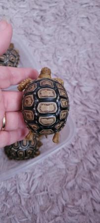 Image 2 of Leopard tortoise babies