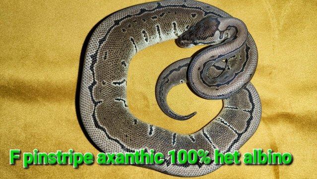 Image 1 of Royal pythons for sale, from as little as £20