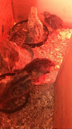 Image 4 of 4 week old quails for sale