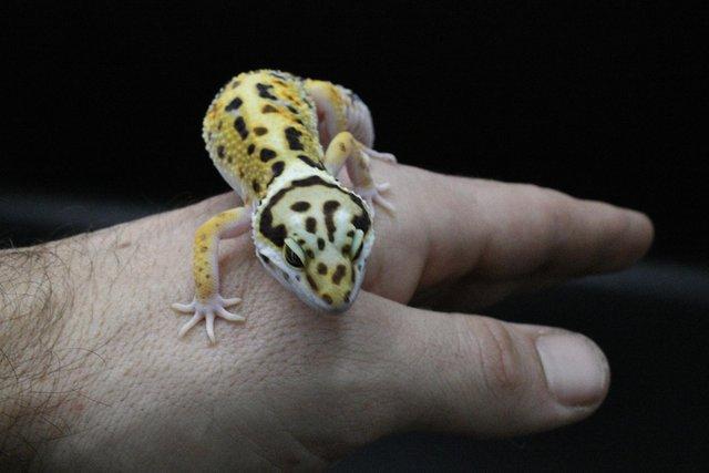 Image 6 of Leopard Gecko (normal bold bandit cross) (hatch7/8/23)