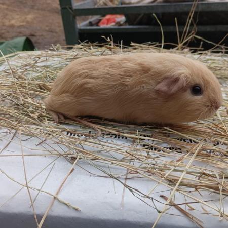 Image 4 of Guinea pig boars baby young pretty smooth cream funky