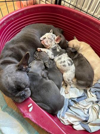 Image 6 of 2 male 2 female French bulldog pups for sale