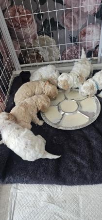 Image 11 of 6 x cockapoo pups ready 3/6/24