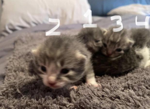 Image 5 of Grey/white kittens mixed
