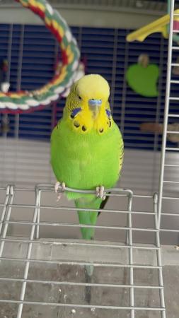 Image 3 of Budgie for sale male and comes with cage