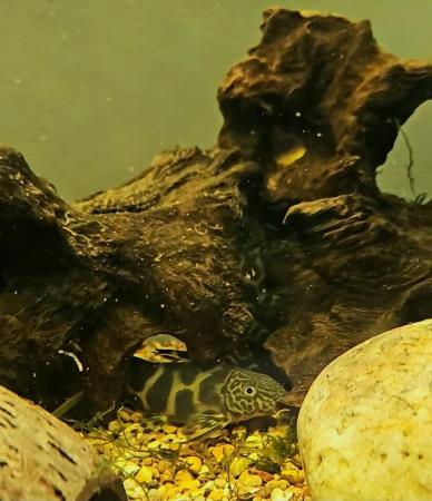 Image 4 of Two Young Zebra Synodontis need gone!