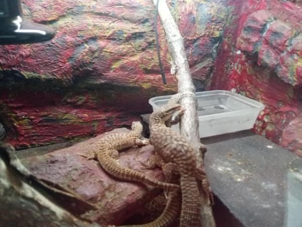 Image 7 of 4 red ackie monitors 8 months old. Think 1-3 ratio