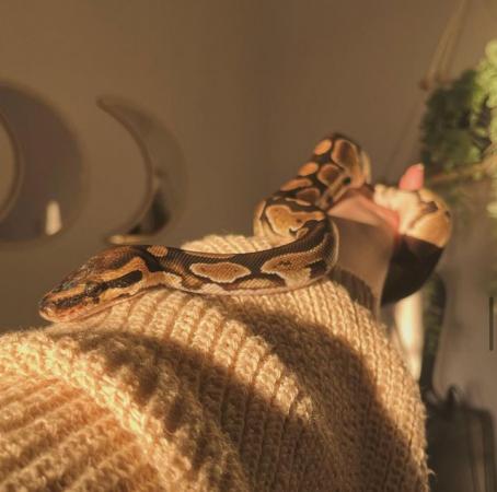 Image 2 of 2 year old curious ball python male