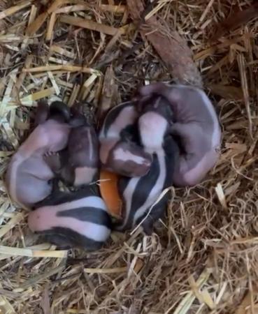 Image 2 of Adorable Baby Skunks available at 8 weeks