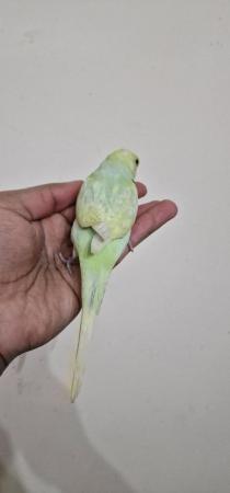 Image 7 of Handreared budgie budgie for sale
