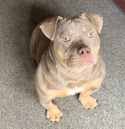 Image 2 of 7 month old lilac and tan tri female micro/pocket bully