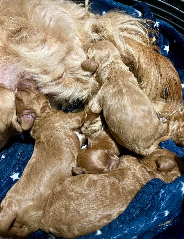Preview of the first image of Cavapoo Puppies-Licenced Breeder-Health Tested Parents.