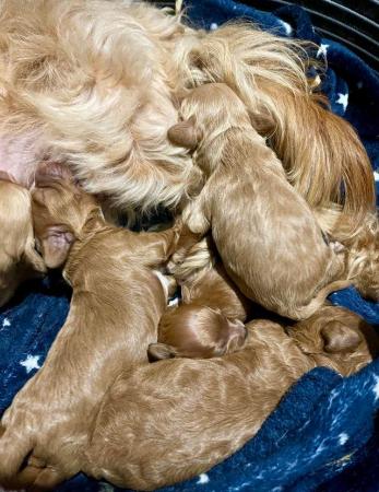 Image 1 of Cavapoo Puppies-Licenced Breeder-Health Tested Parents