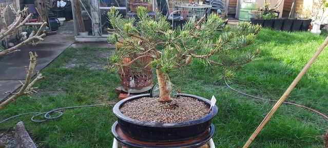 Image 3 of Bonsai tree in pot with drip tray