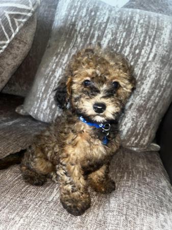 Image 5 of Eight week old Minature toy poodle