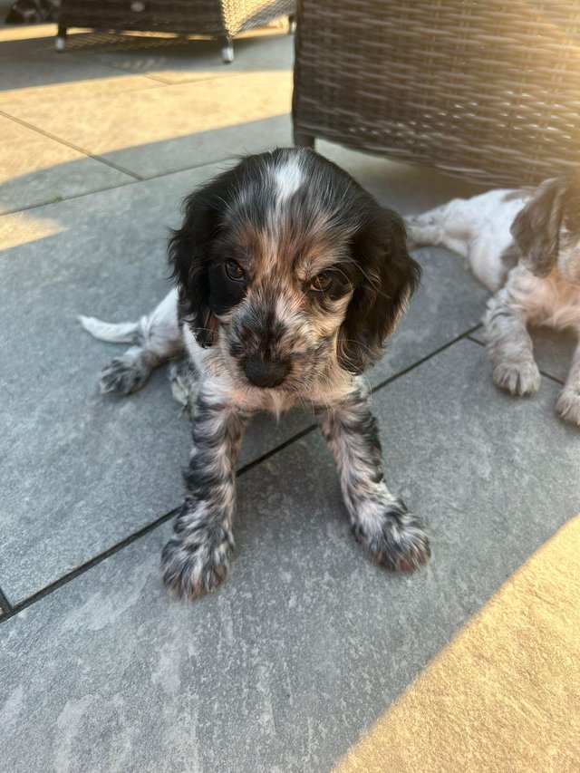 Preview of the first image of Beautiful Cocker Spaniel Puppies.
