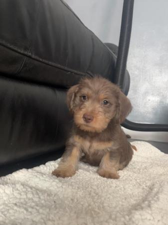 Image 3 of Long haired miniature dachshund cross