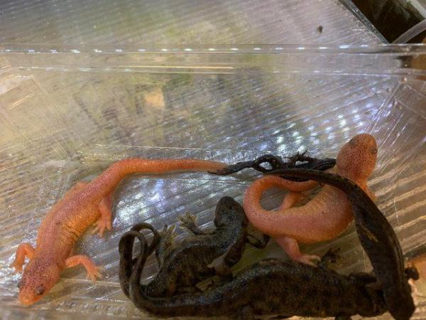 Image 2 of Amphibiansfor sale various types