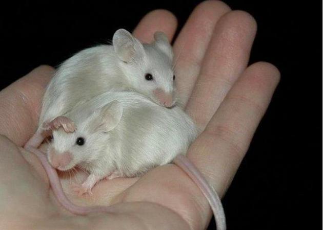 Image 1 of Female Mice Various varieties